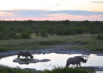 Rhinos at Sunset